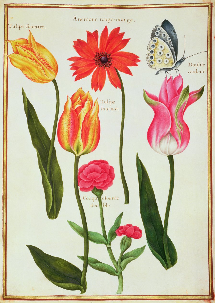 PD.109-1973.f27 Tulipaner, anemone, Lychnis og en sommerfugl (wc på vellum) af Nicolas Robert