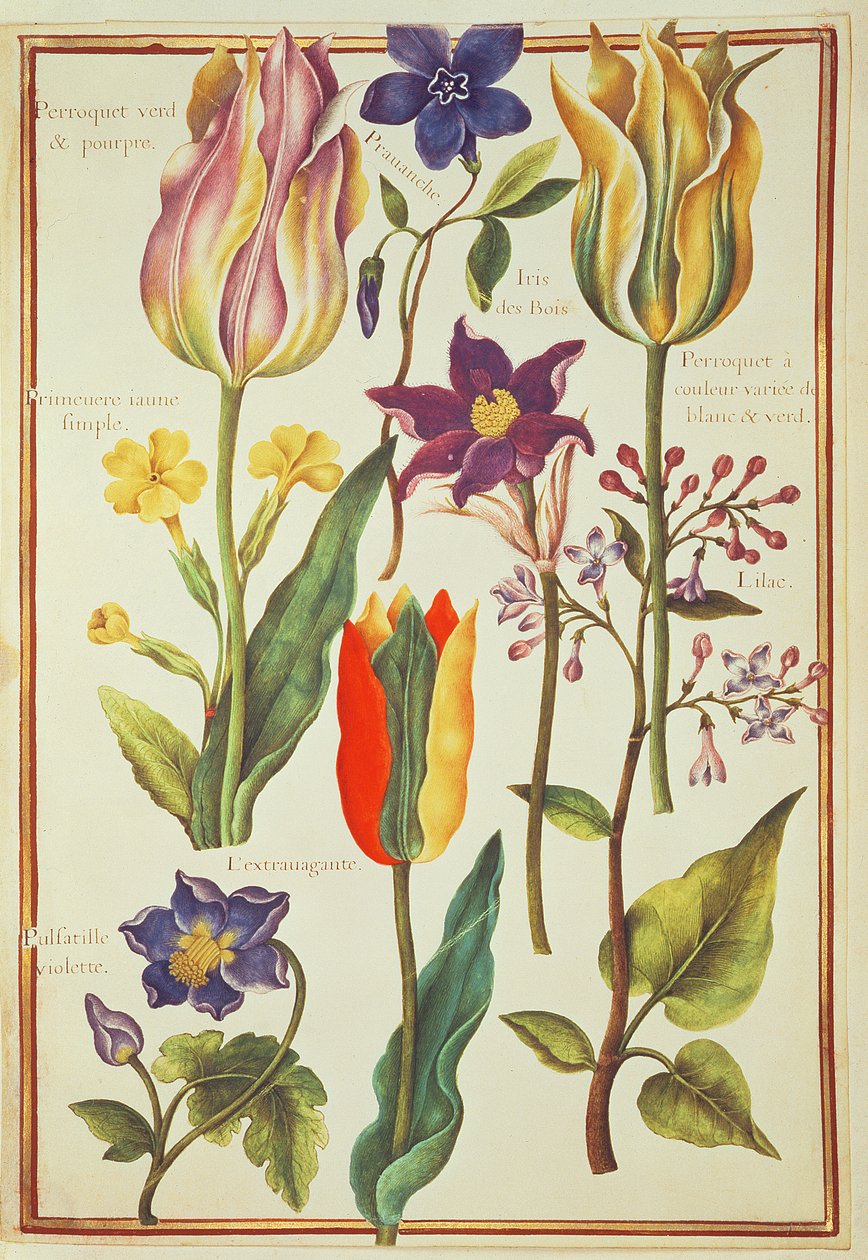PD.109-1973.f30 Blomsterstudier (wc på vellum) af Nicolas Robert