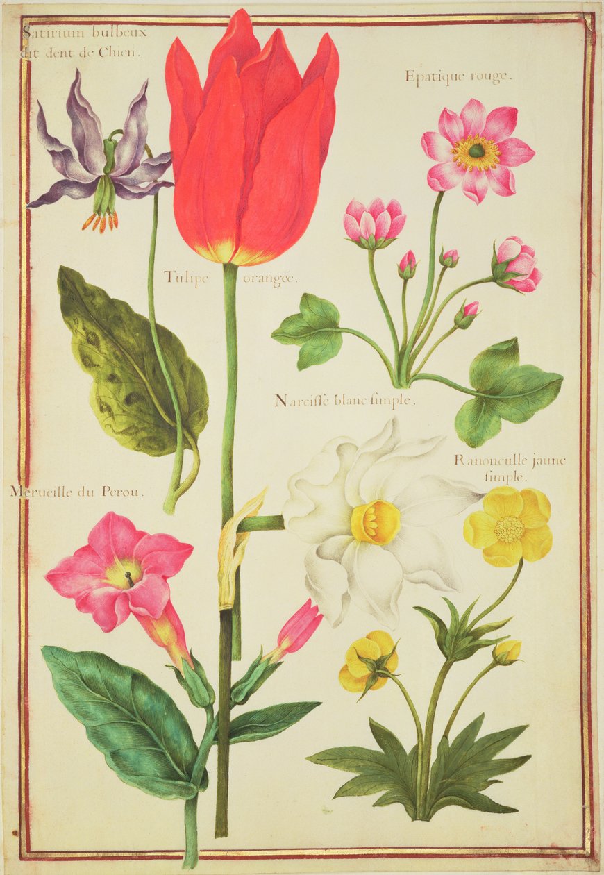 PD.109-1973.f34 Blomsterstudier (wc på vellum) af Nicolas Robert