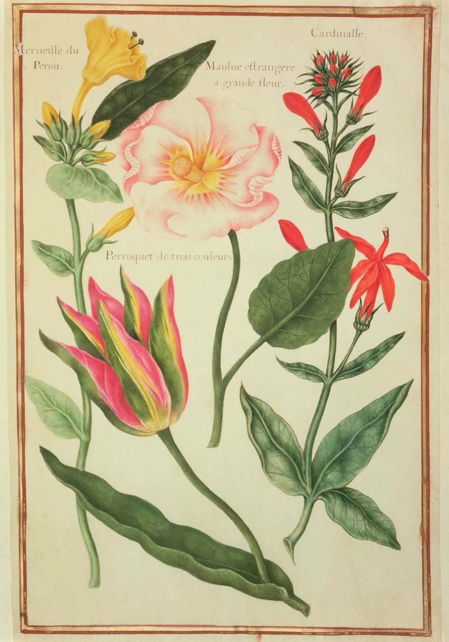 PD.109-1973.f41 Blomsterstudier (wc på pergament) af Nicolas Robert