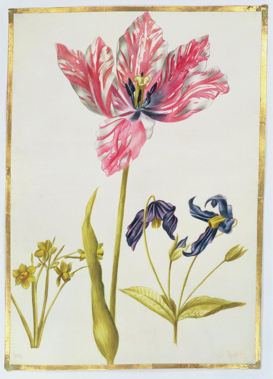 Tulipan og påskelilje, ca. 1675 (gouache på vellum) af Nicolas Robert