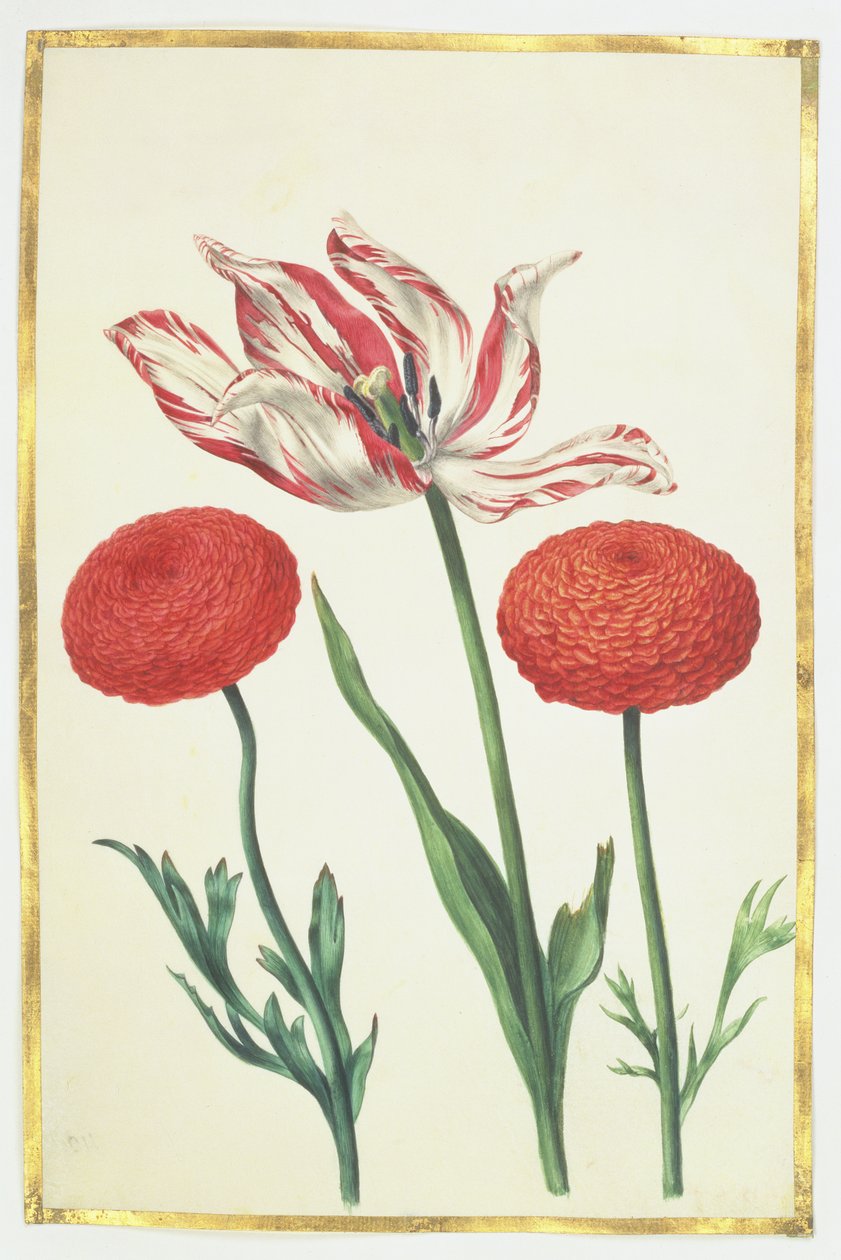 Tulipan og dahliaer, ca. 1675 (gouache på vellum) af Nicolas Robert