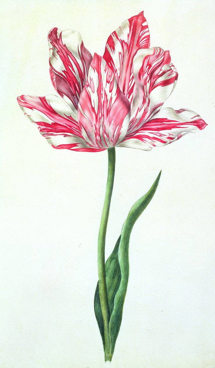 Tulipan, ca. 1675 (gouache på vellum) af Nicolas Robert