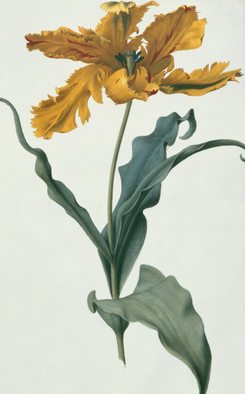 Tulipan, ca. 1675 (gouache på vellum) af Nicolas Robert