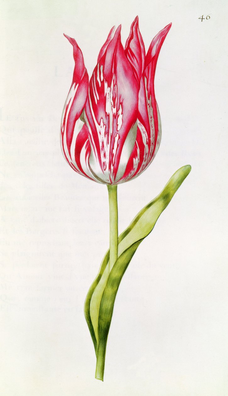 Tulipan, fra 