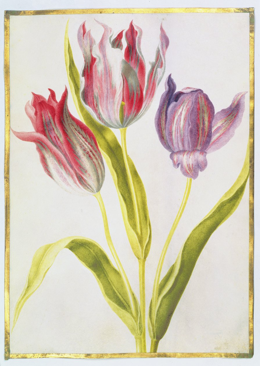 Tulipaner, ca. 1675 (gouache på vellum) af Nicolas Robert