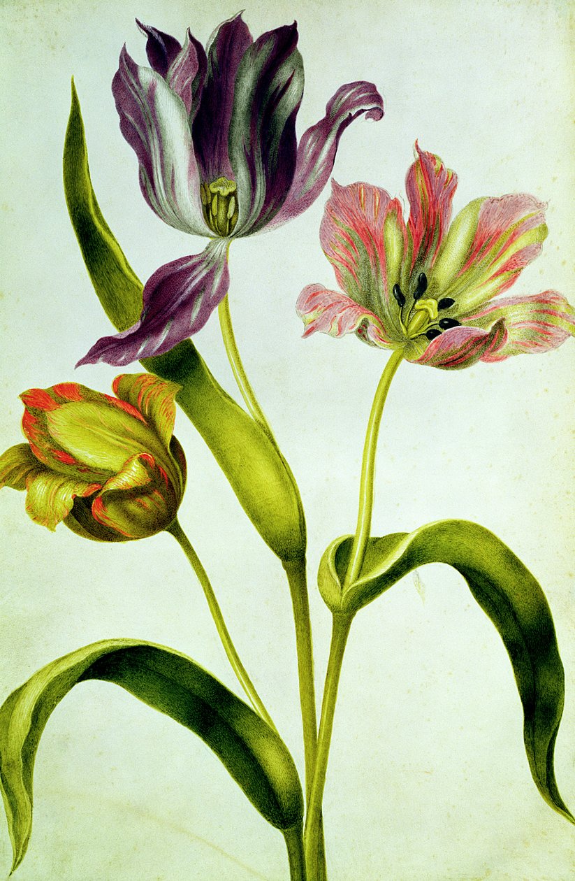 Tulipaner, ca. 1675 (gouache på vellum) af Nicolas Robert
