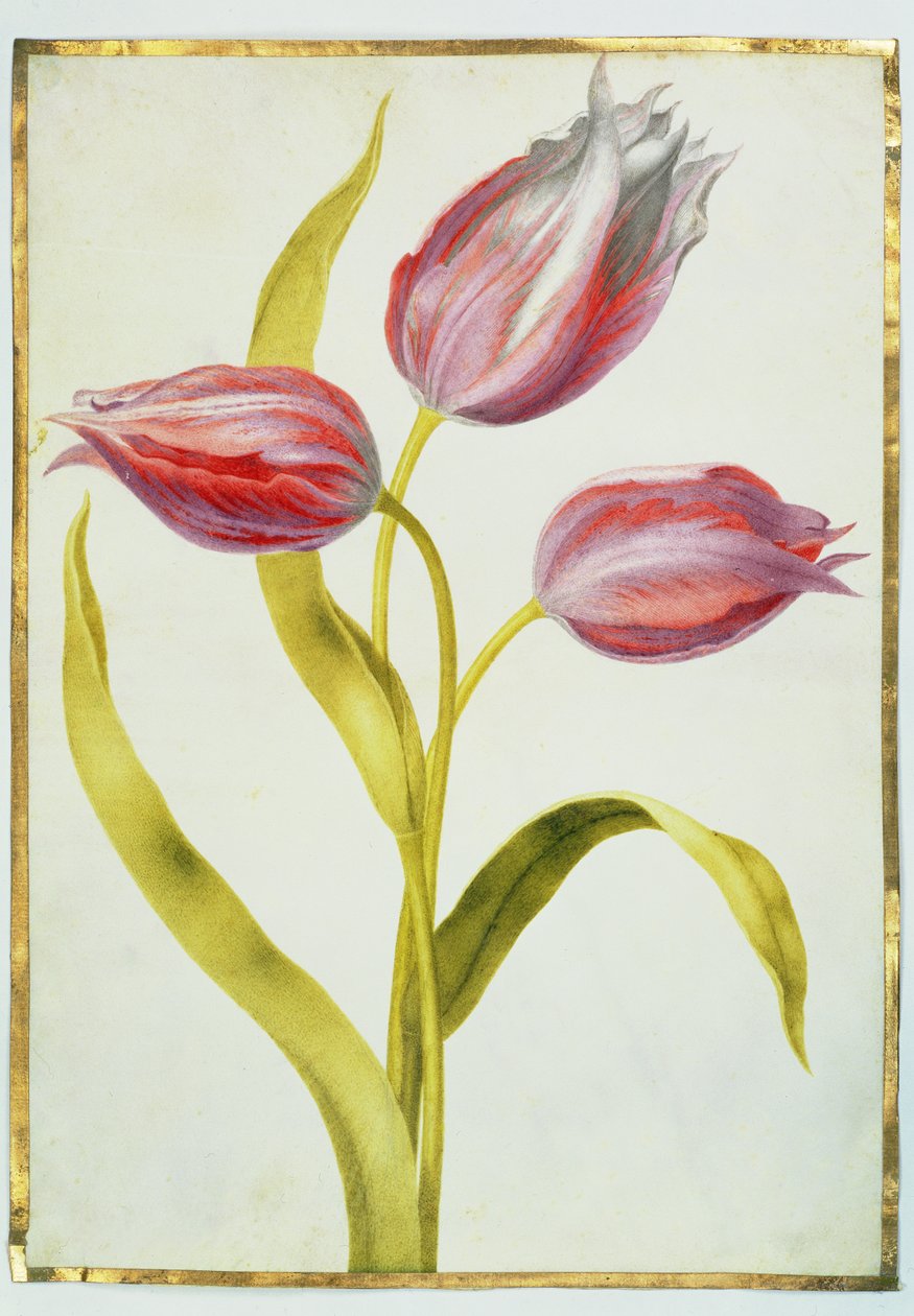 Tulipaner, ca.1675 (gouache på pergament) af Nicolas Robert