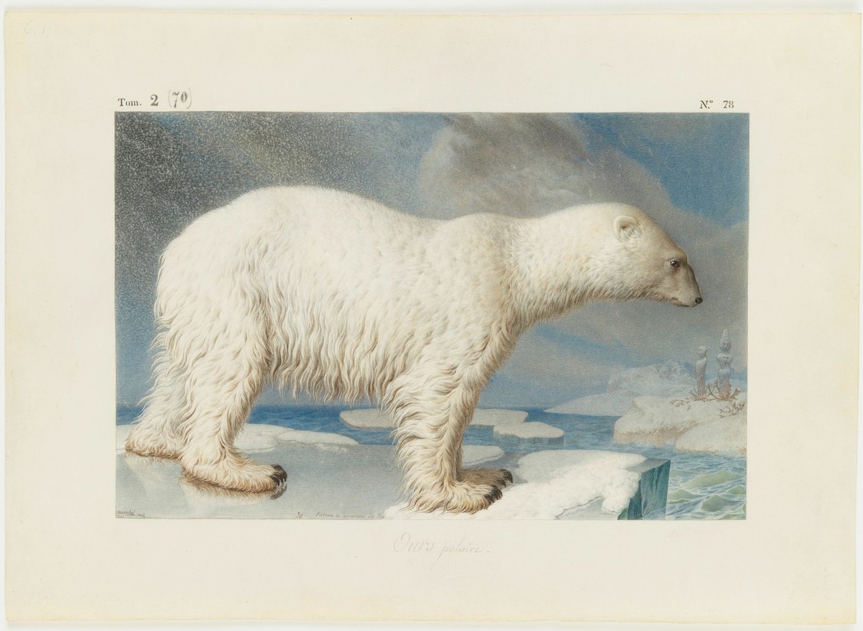 Isbjørn, 1796. af Nicolas Maréchal
