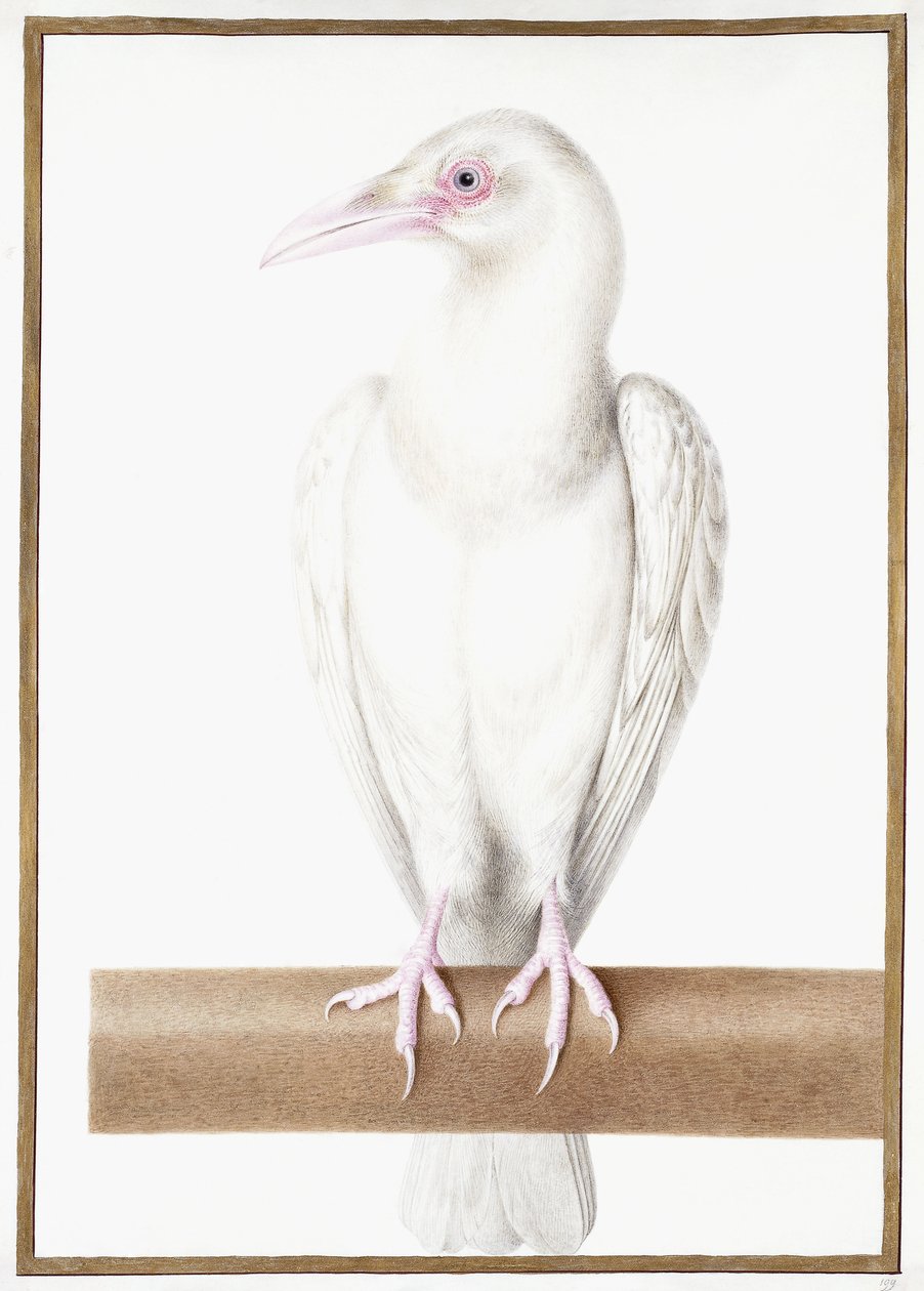 Albino krage af Nicolas Robert