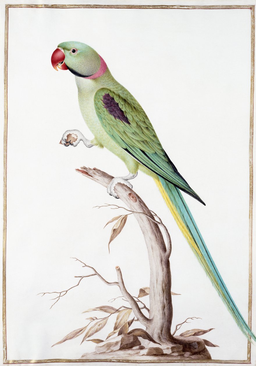 Alexandrine Parakit af Nicolas Robert