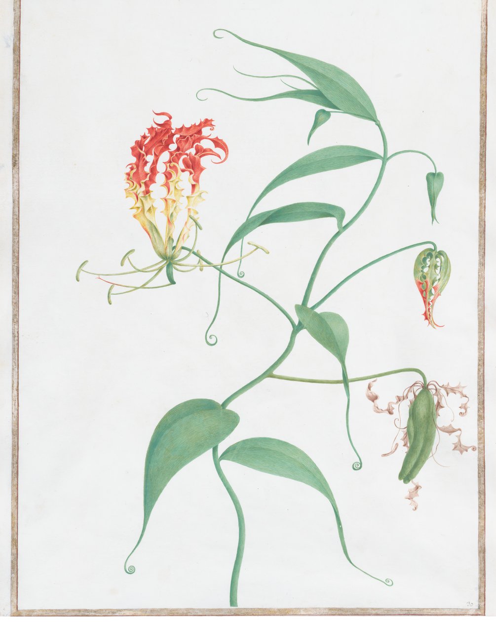 Gloriosa Superba klatrelilje, ca. 1660. af Nicolas Robert