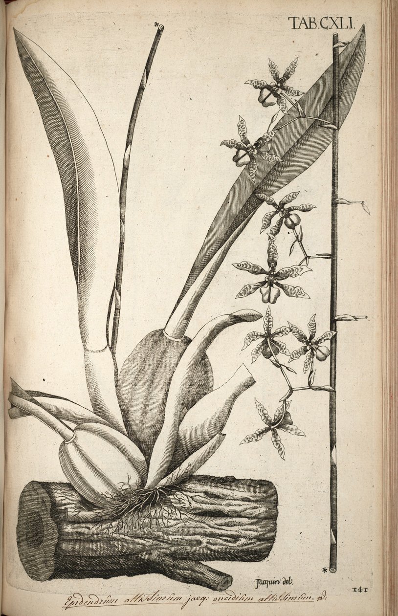 Illustration af Oncidium abruptum (som syn. af Nikolaus Joseph von Jacquin