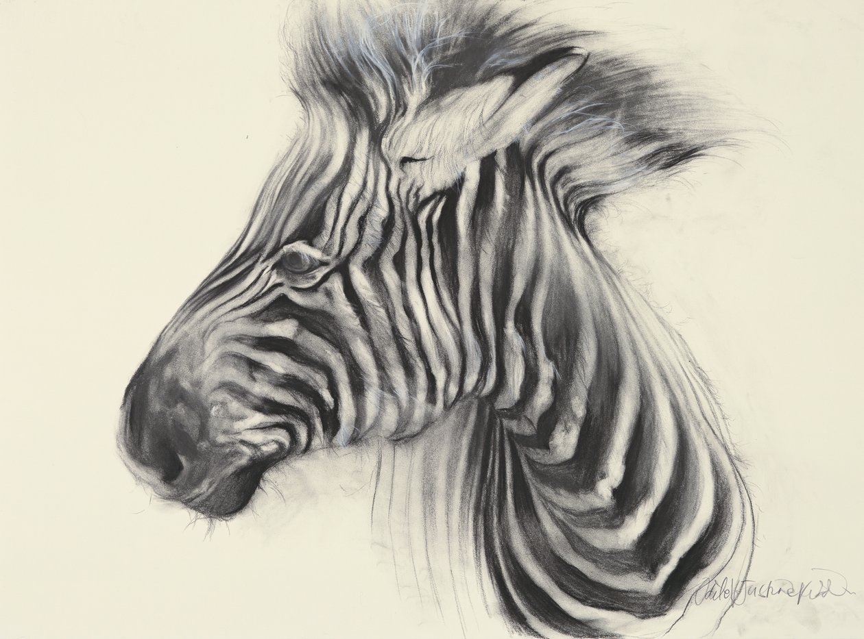 Baby Zebra, 2000 (kul på papir) af Odile Kidd