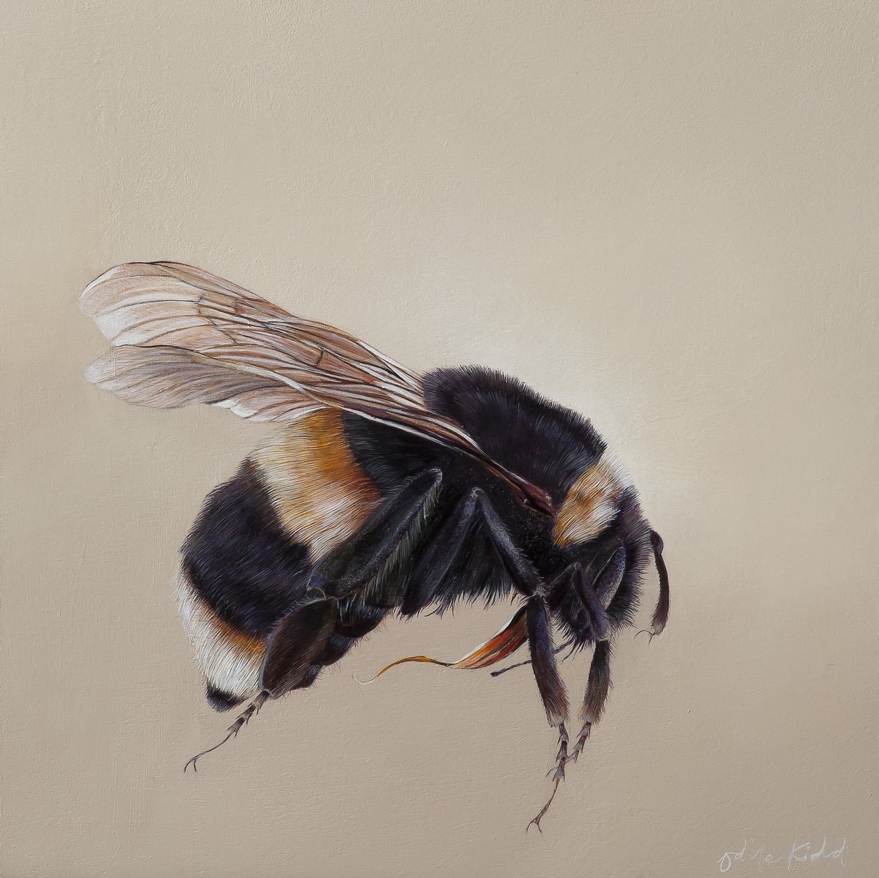 Bombus terrestis 8, 2013 (akryl på træ) af Odile Kidd