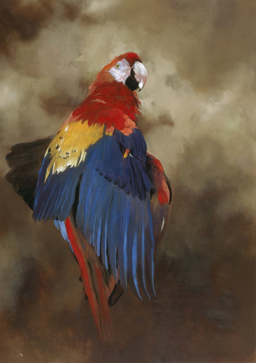 Scarlet Macaw 1, 2000 (akryl på linned) af Odile Kidd