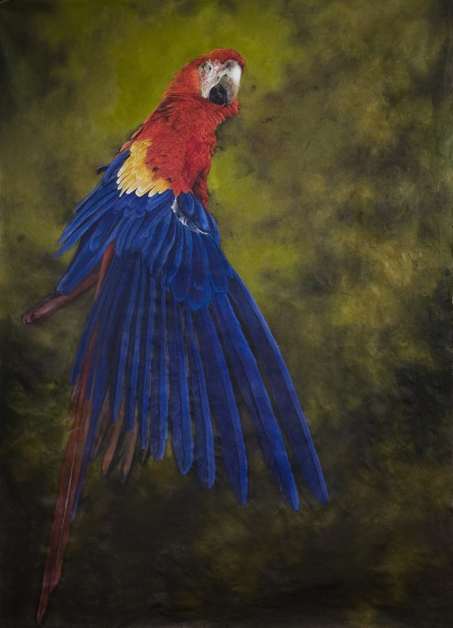 Scarlet macaw 2, 2009 (akryl på linned) af Odile Kidd