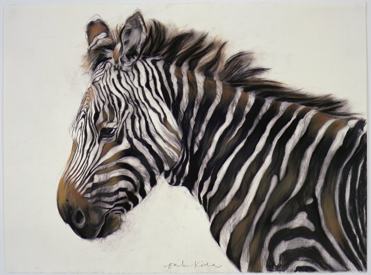 Zebra, 2002 (trækul og kridt) af Odile Kidd