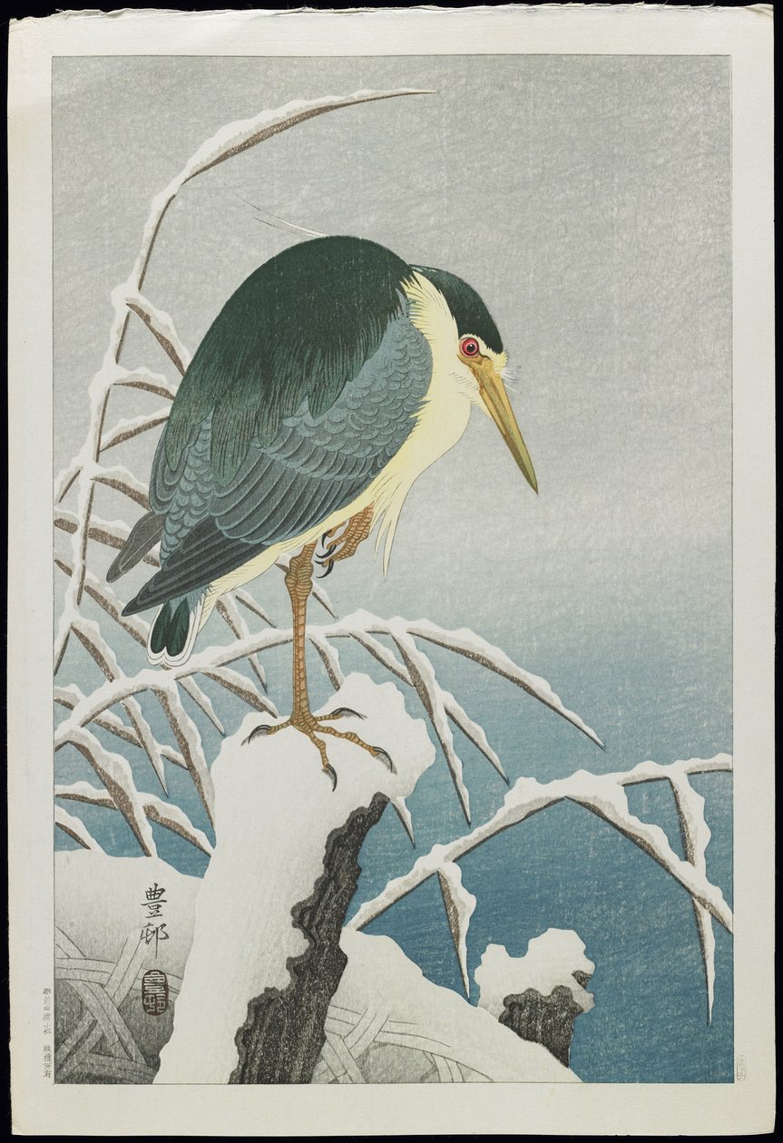 Sortkronet Nattehejre i sne, 1930