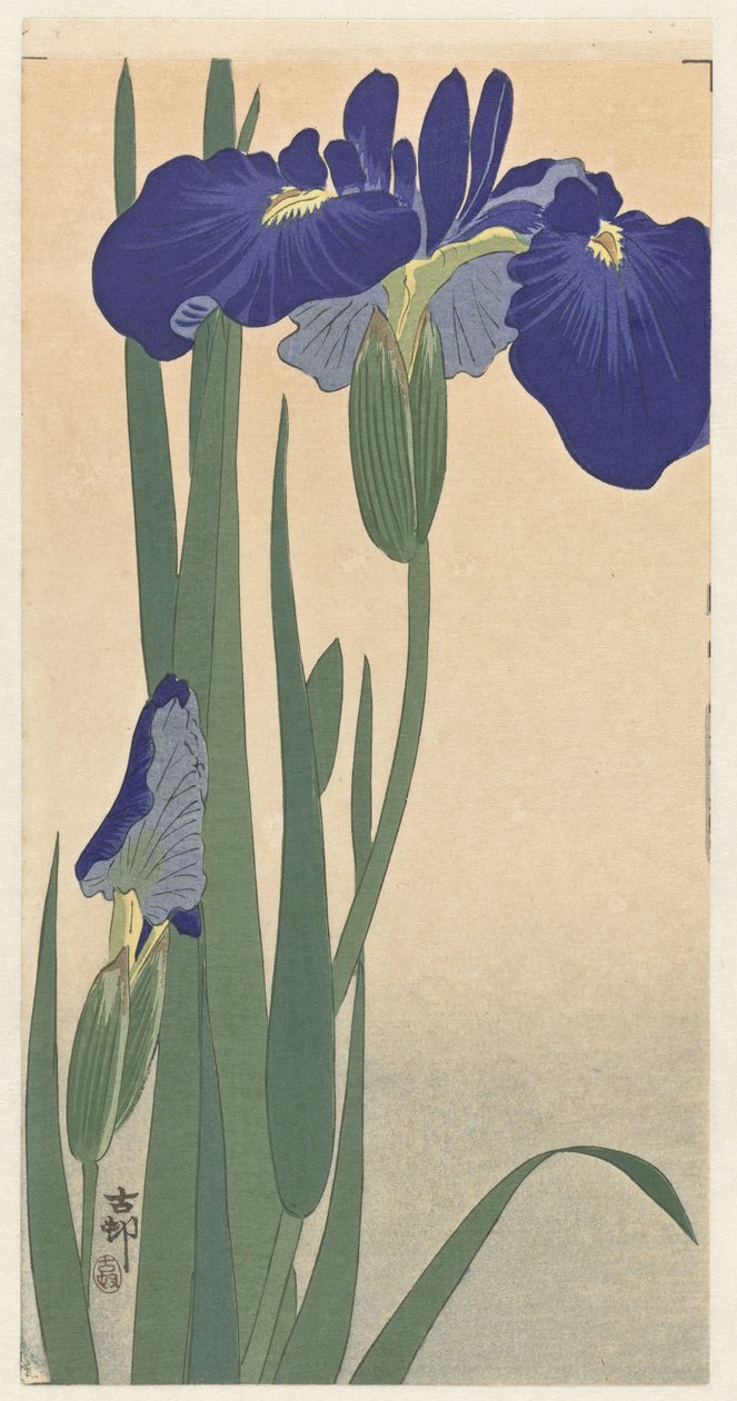 Blå iris, 1900-30 (træbloktryk) af Ohara Koson
