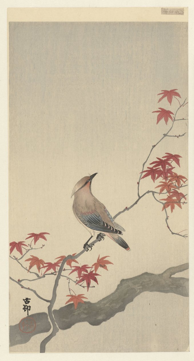 Japansk voksvinge på ahorn. af Ohara Koson