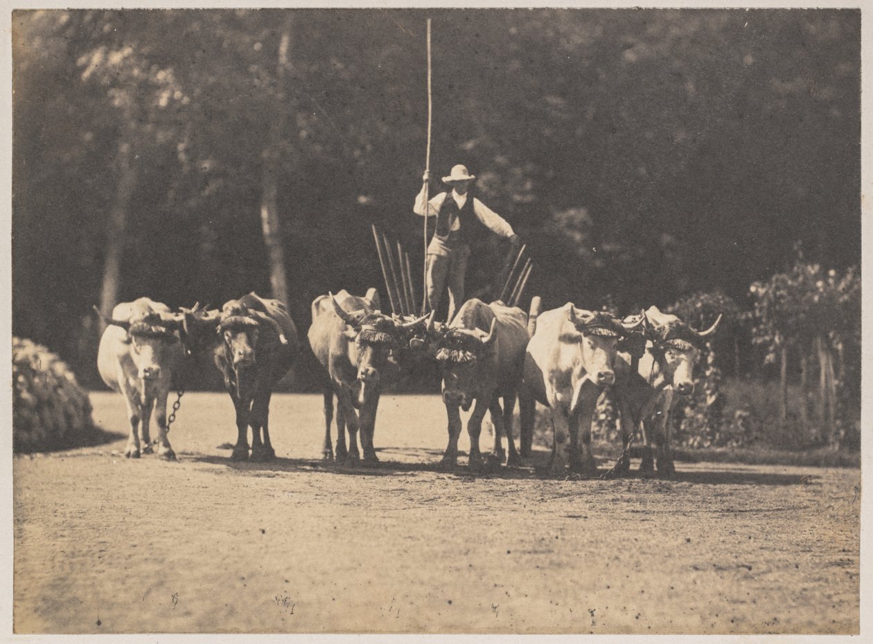 Six Oxen Team med deres chauffør af Olympe Aguado