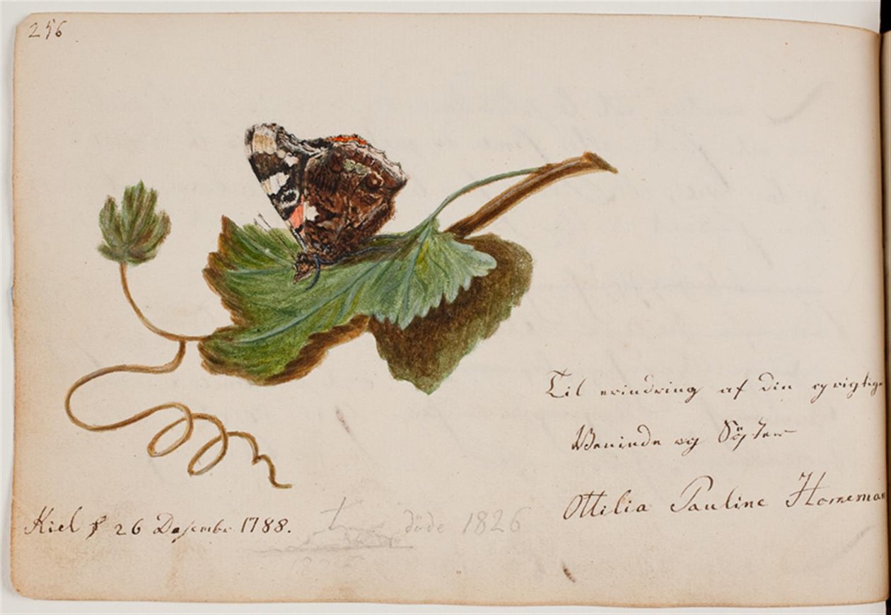 Sommerfugl på blad af Ottilie Pauline Horneman
