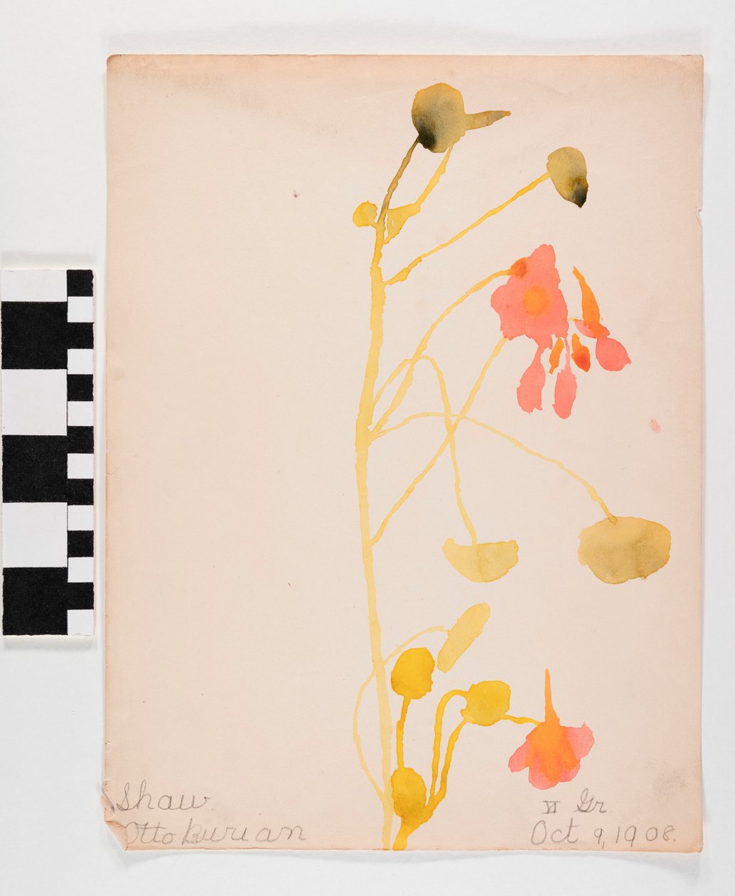 Orange blomster af Otto Burian