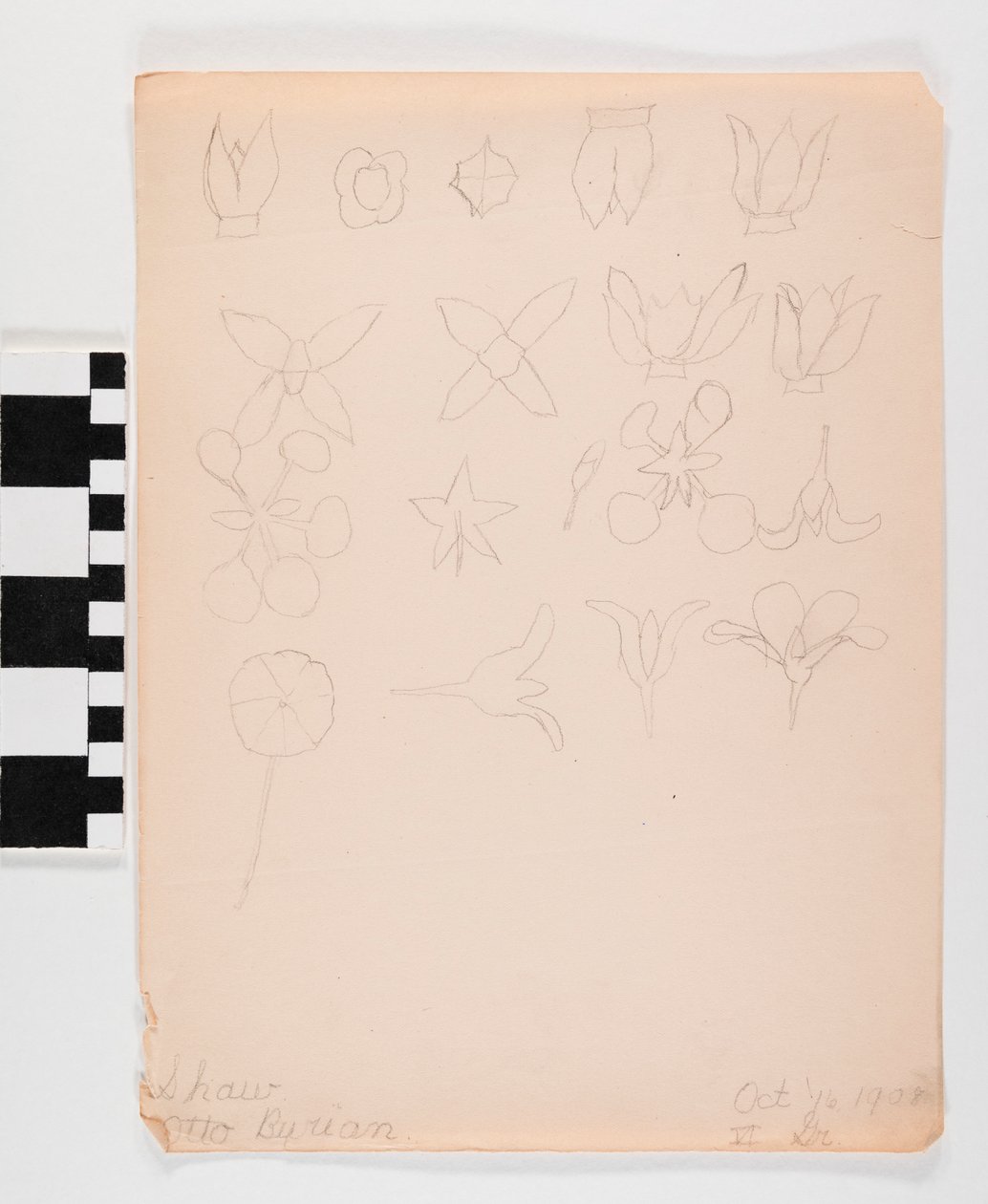 Blyantstegning på papir af mange forskellige blomsterknopper i fire rækker af Otto Burian