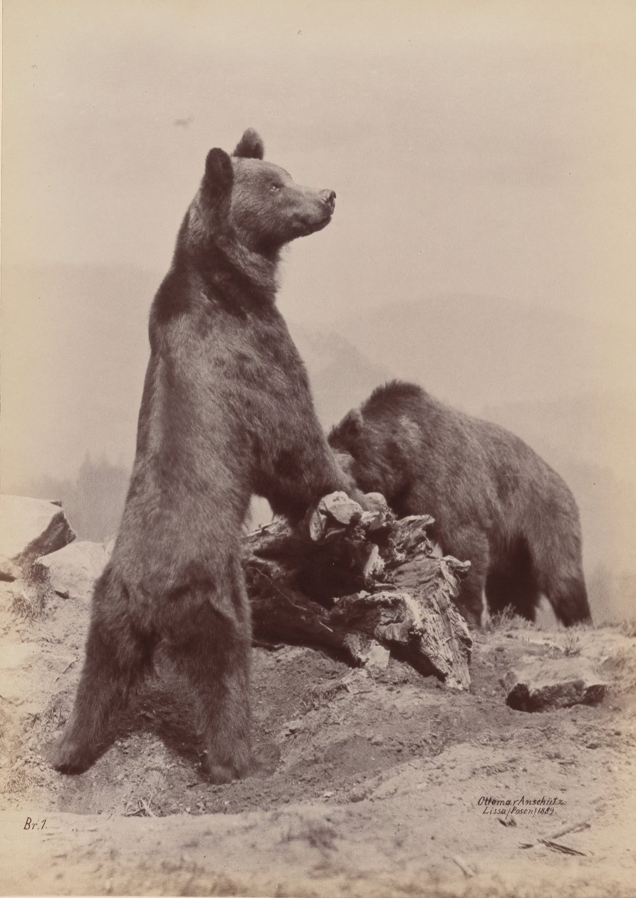 [To bjørne], 1889. af Ottomar Anschütz