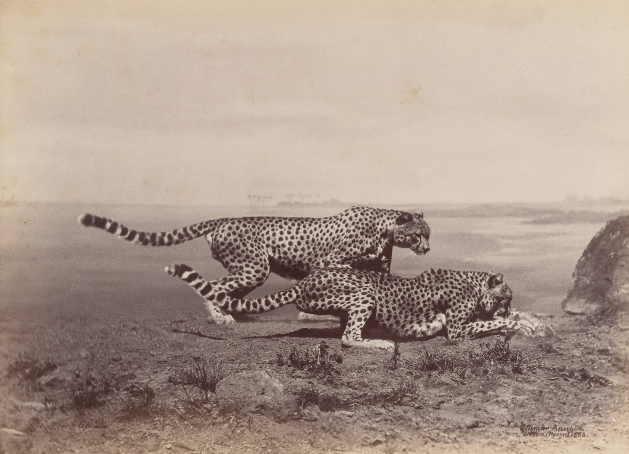 [To geparder], 1888. af Ottomar Anschütz