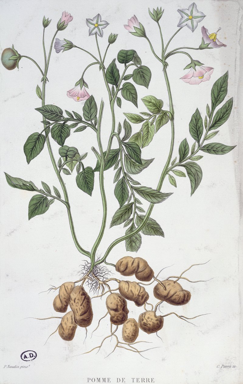 Kartoffelblomster (farvegravering) af P Naudin