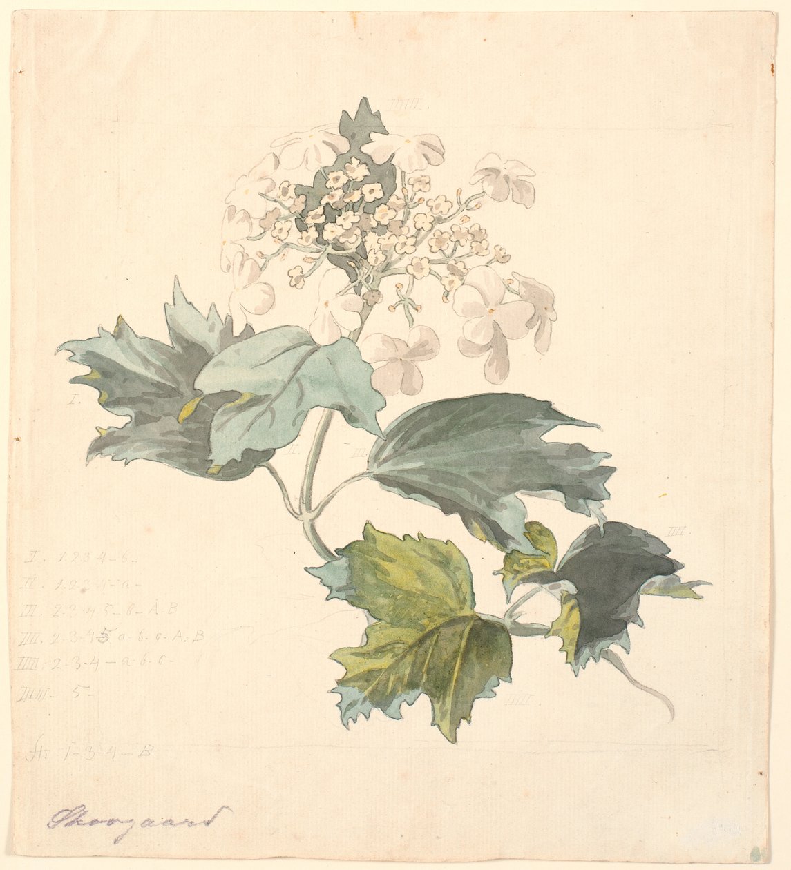 Kalkved. (Viburnum). af P.C. Skovgaard