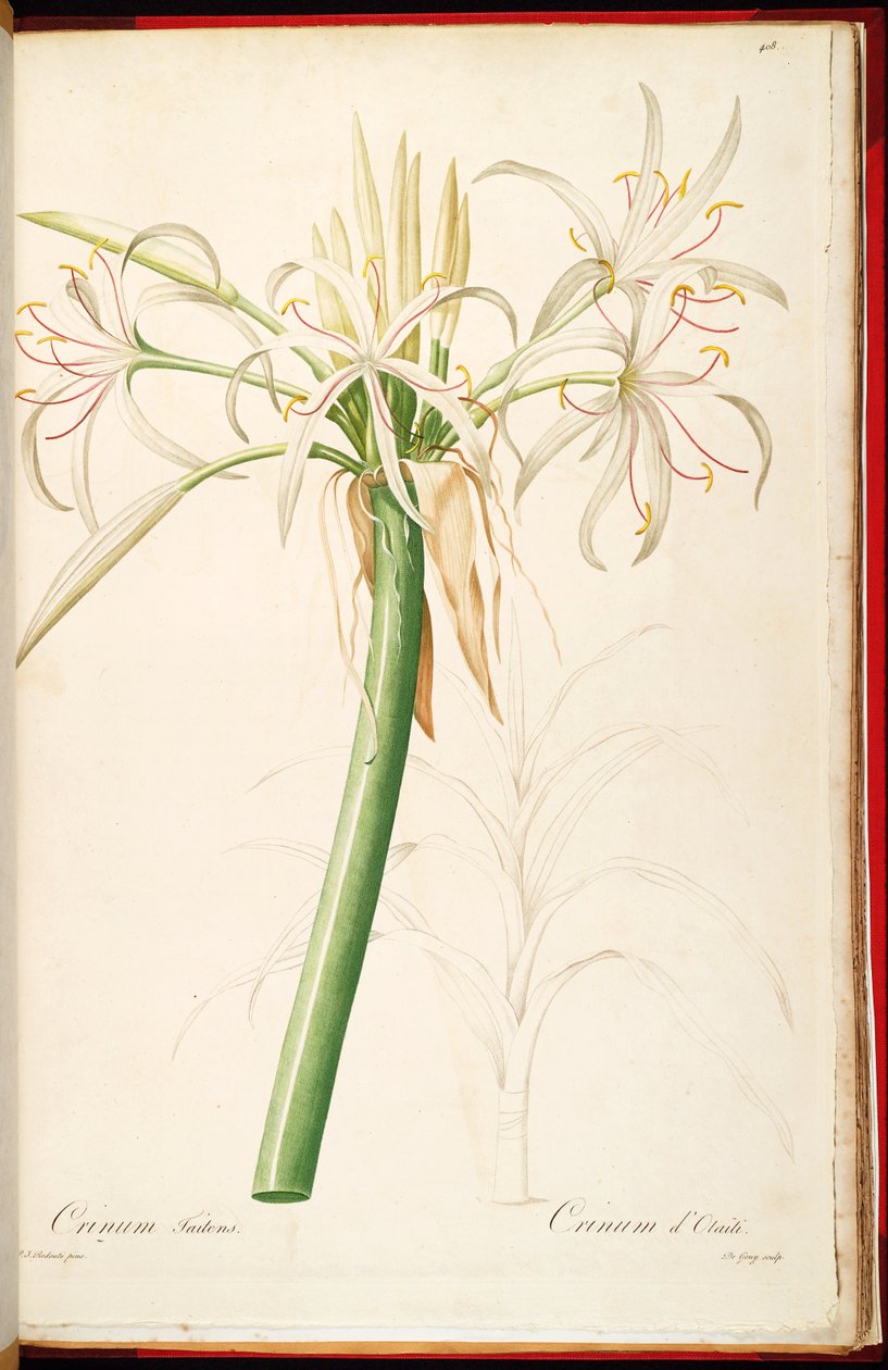 Crinum asiaticum var. pedunkulere af Pierre Joseph Redouté