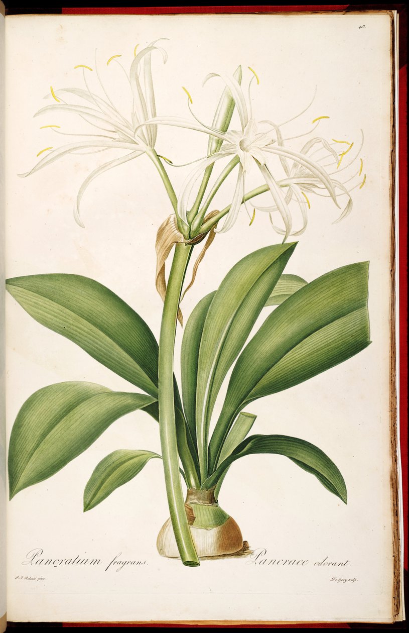 Hymenocallis fragrans af Pierre Joseph Redouté
