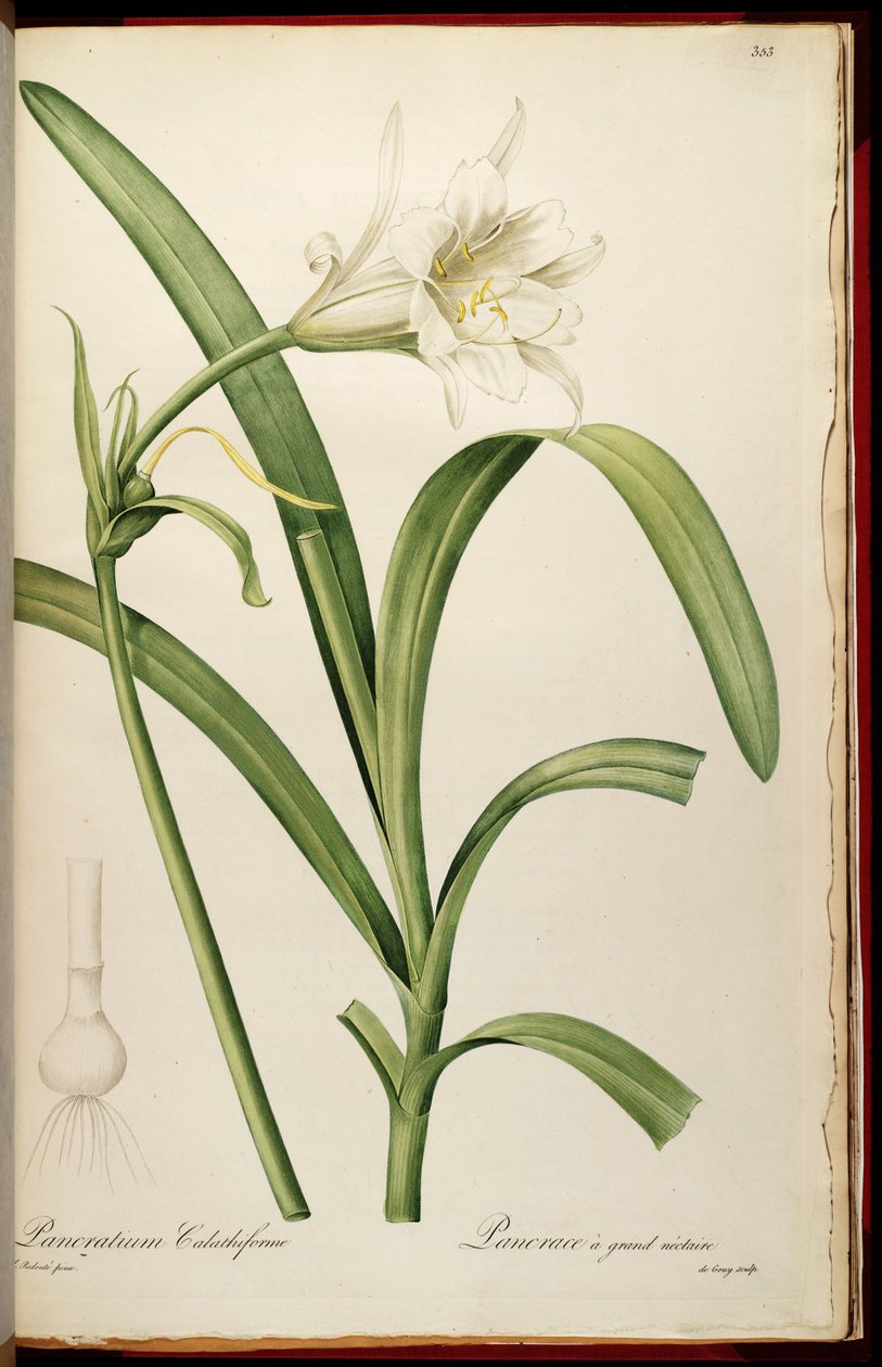Ismene narcissiflora af Pierre Joseph Redouté