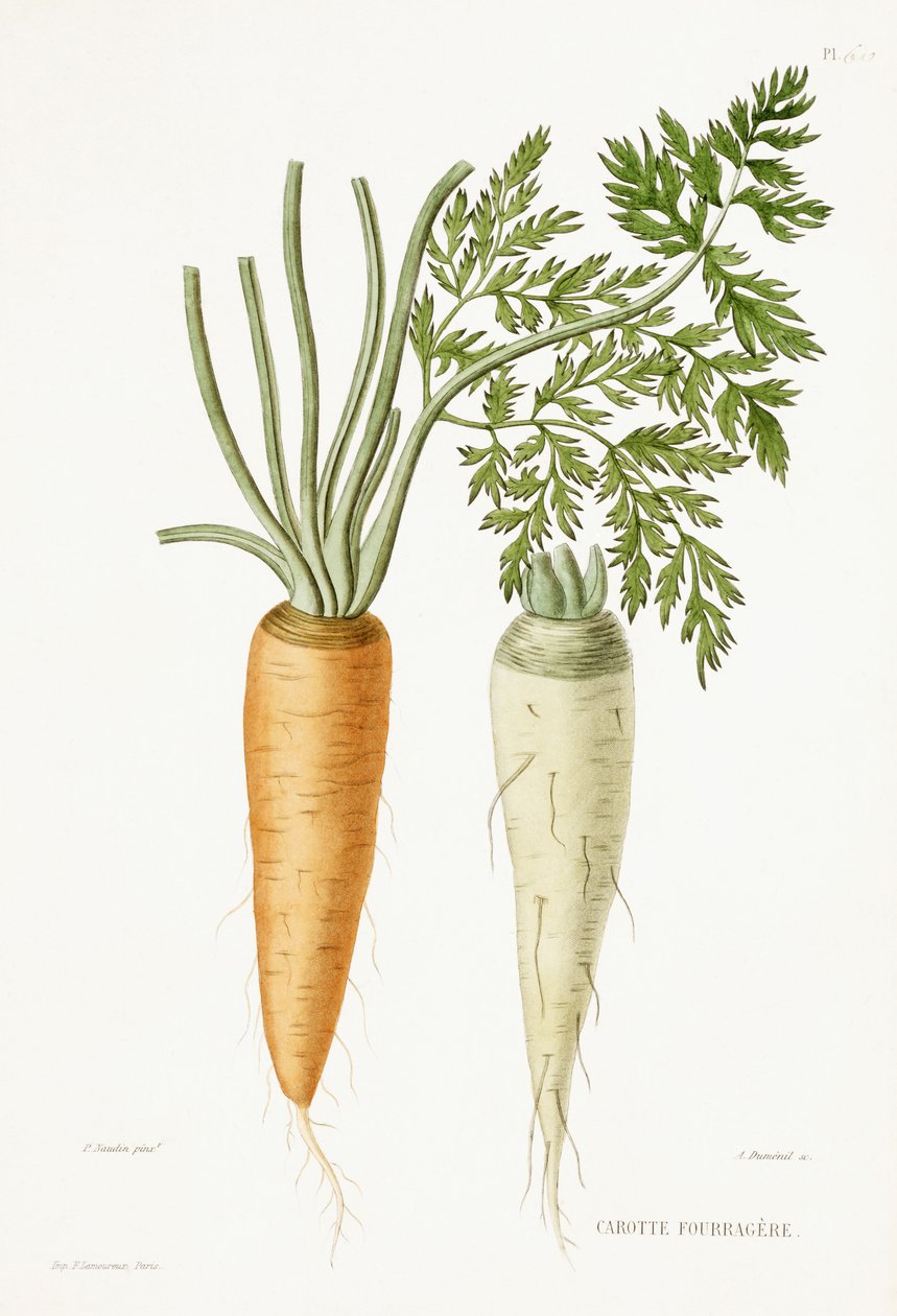 Carrot, 1857dani af P Naudin