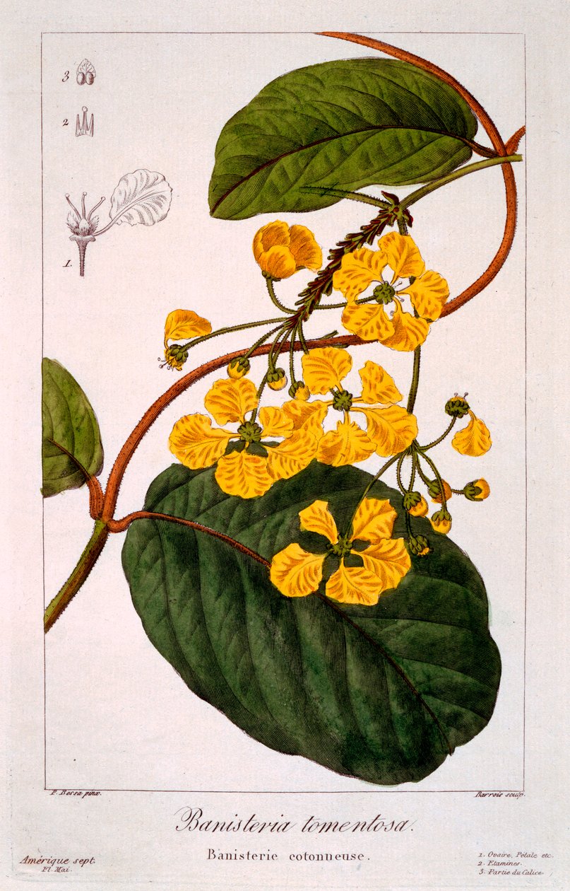 Gelænder: B. stormende, pub. 1836. af Panacre Bessa