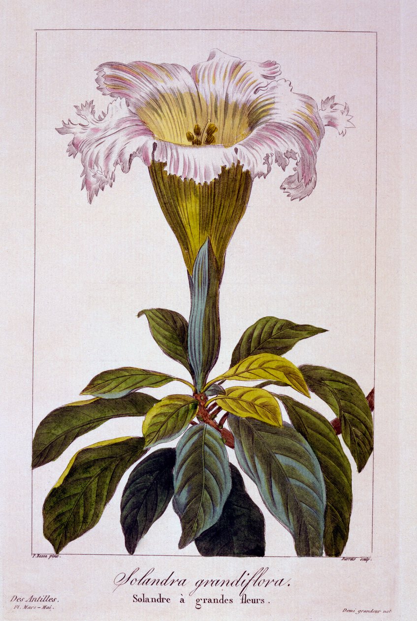 Chalice Vine, pub. 1836. af Panacre Bessa