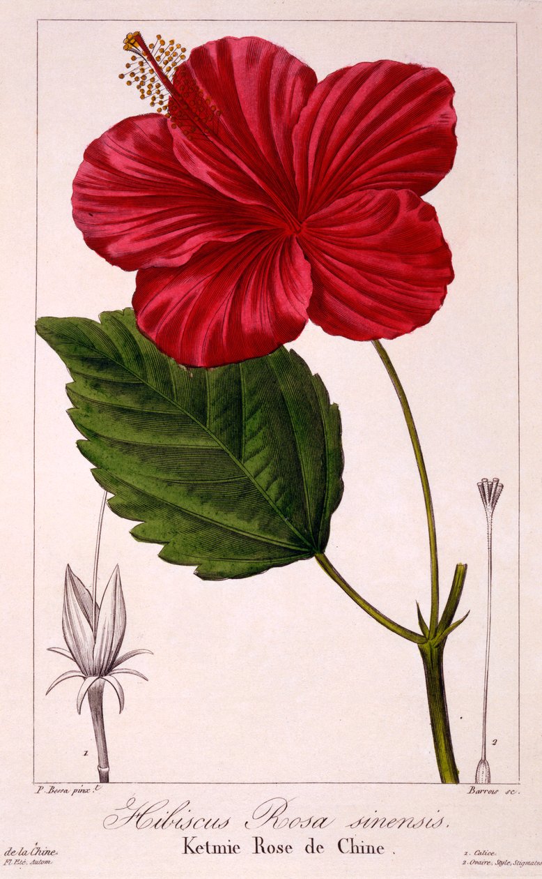 Hibiscus: H. rosa-sinensis, pub. 1836. af Panacre Bessa