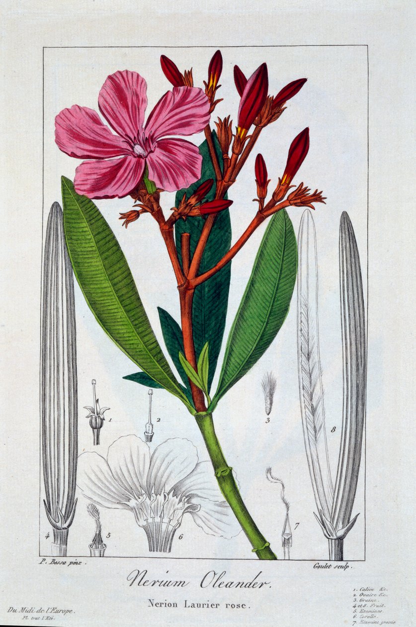 Nerium Oleander, pub. 1836. af Panacre Bessa