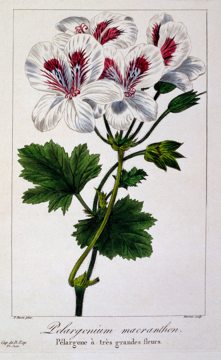 Pelargonium Macranthon, pub. 1836. af Panacre Bessa