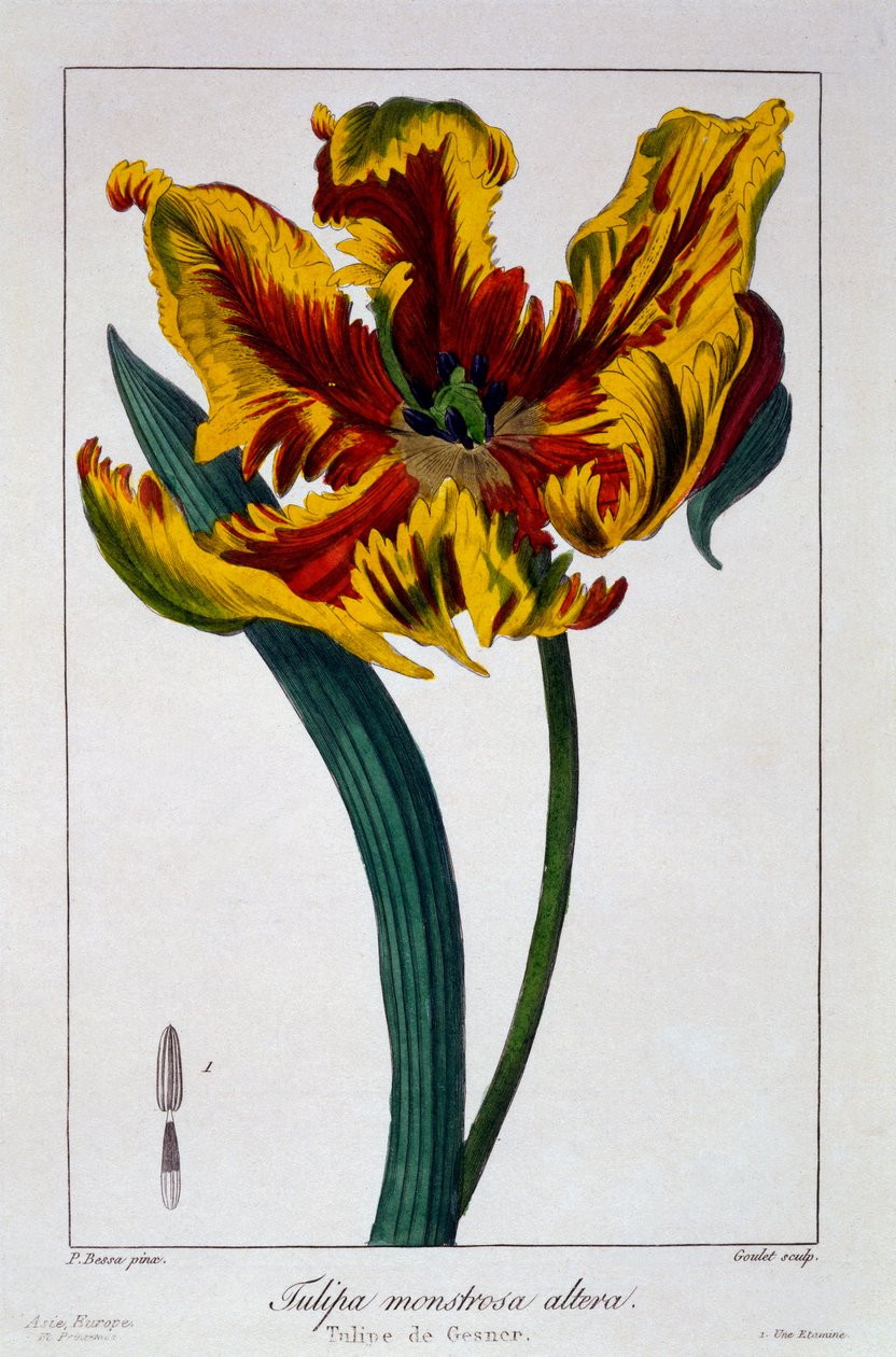 Tulipan 