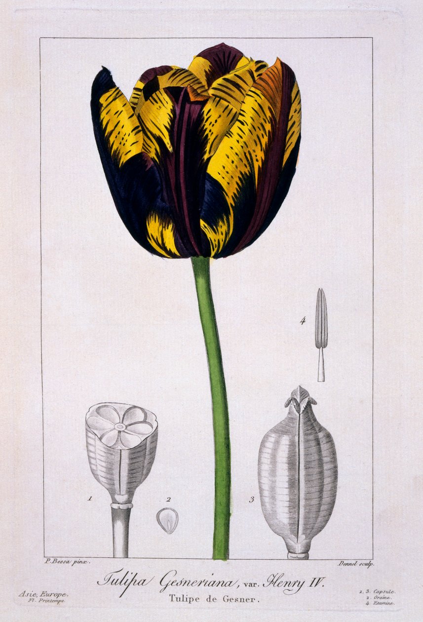 Tulipan: Kong Henrik IV., pub. 1836. af Panacre Bessa