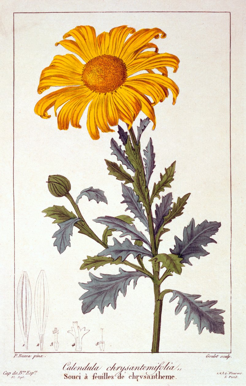 Calendula officinalis, eller Pot Marigold, 1836 (håndfarvet gravering) af Pancrace Bessa