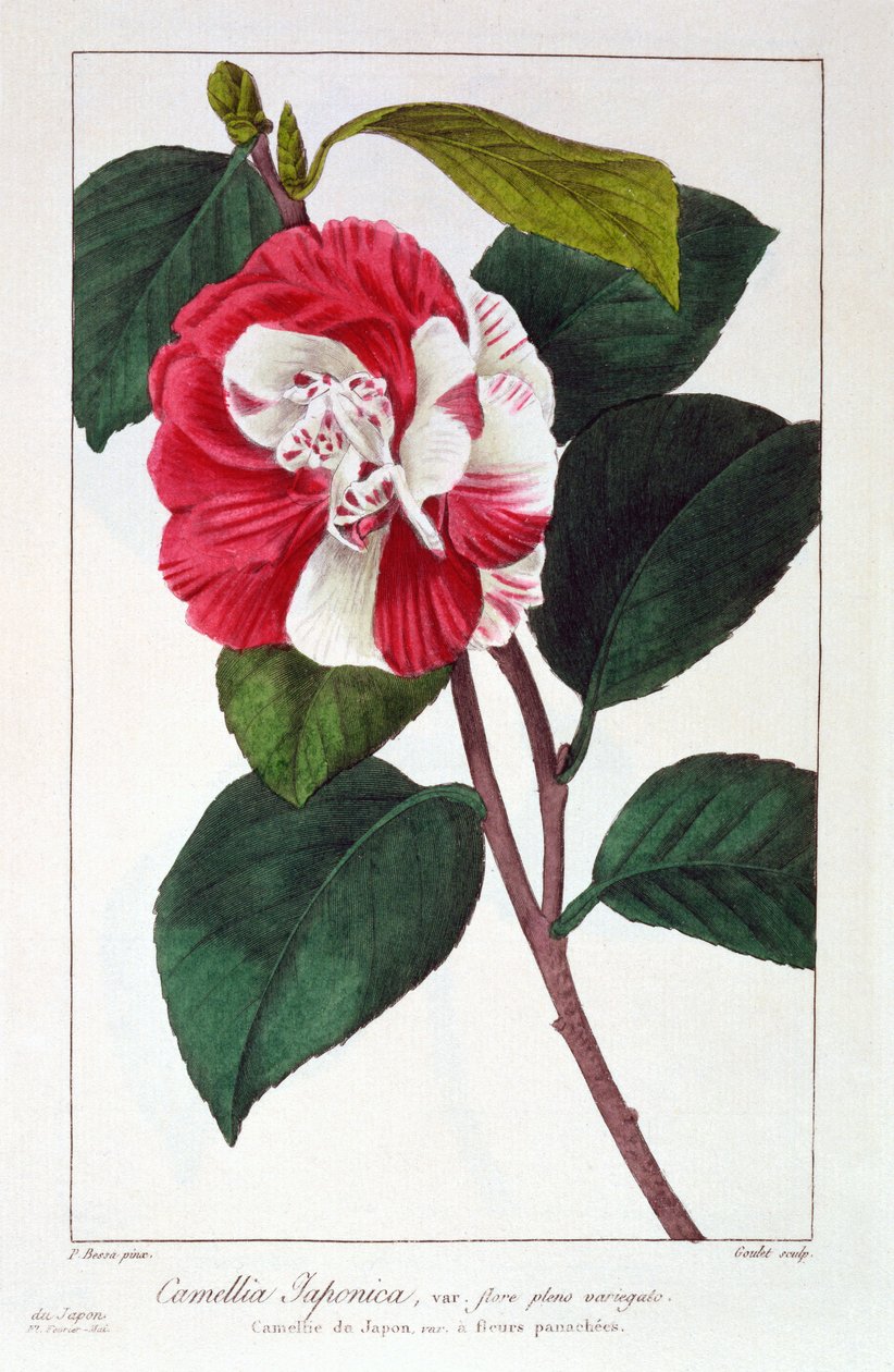 Camellia japonica, 1836 (håndfarvet gravering) af Pancrace Bessa