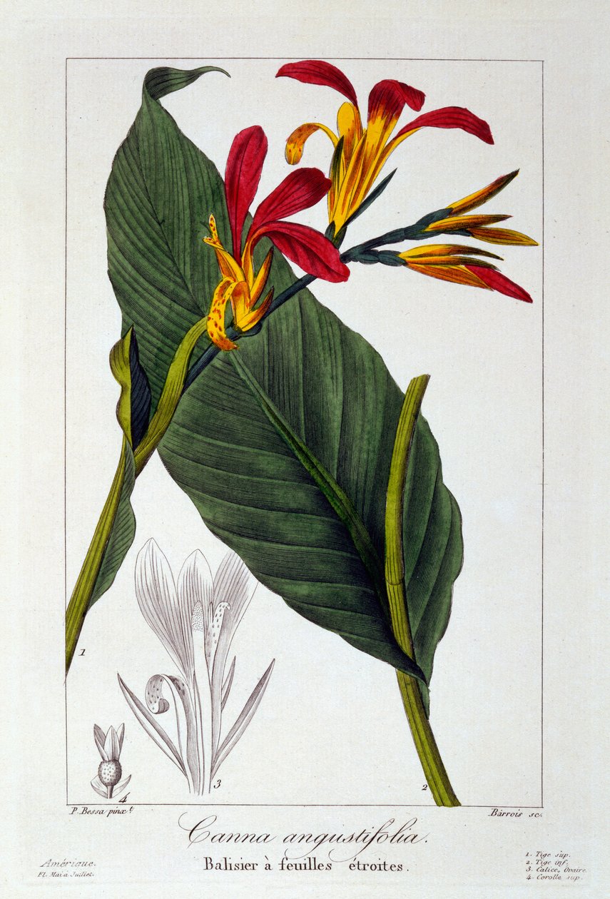 Canna eller indisk shotblomst, 1836 (håndkoloreret gravering) af Pancrace Bessa