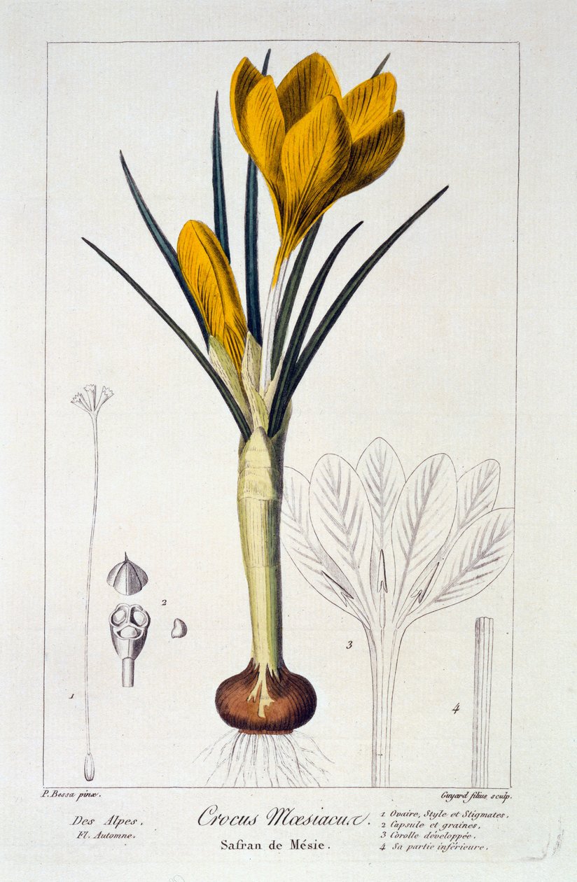 Crocus maesiacus, 1836 (håndfarvet gravering) af Pancrace Bessa