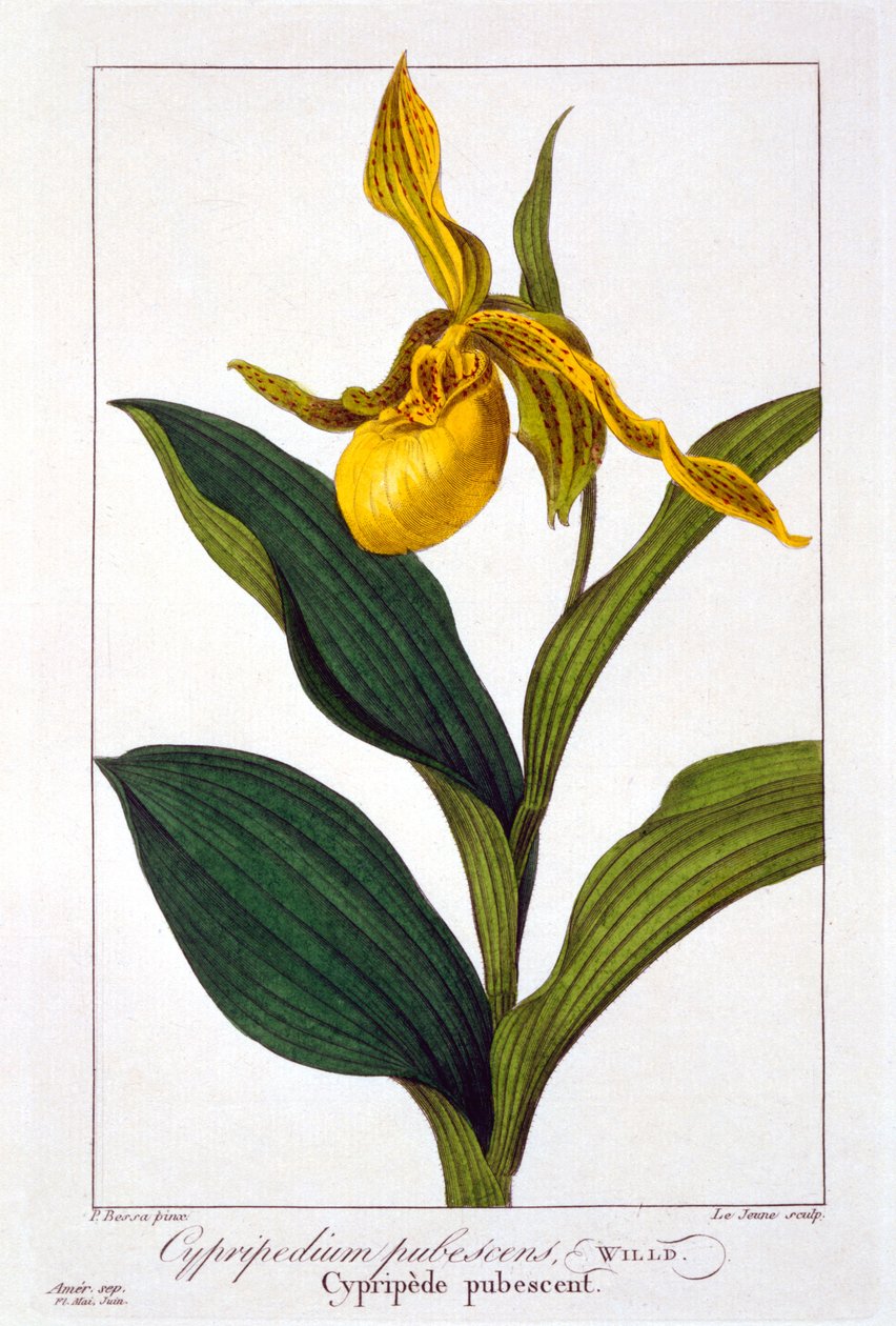 Cypripedium, 1836 (håndkoloreret gravering) af Pancrace Bessa