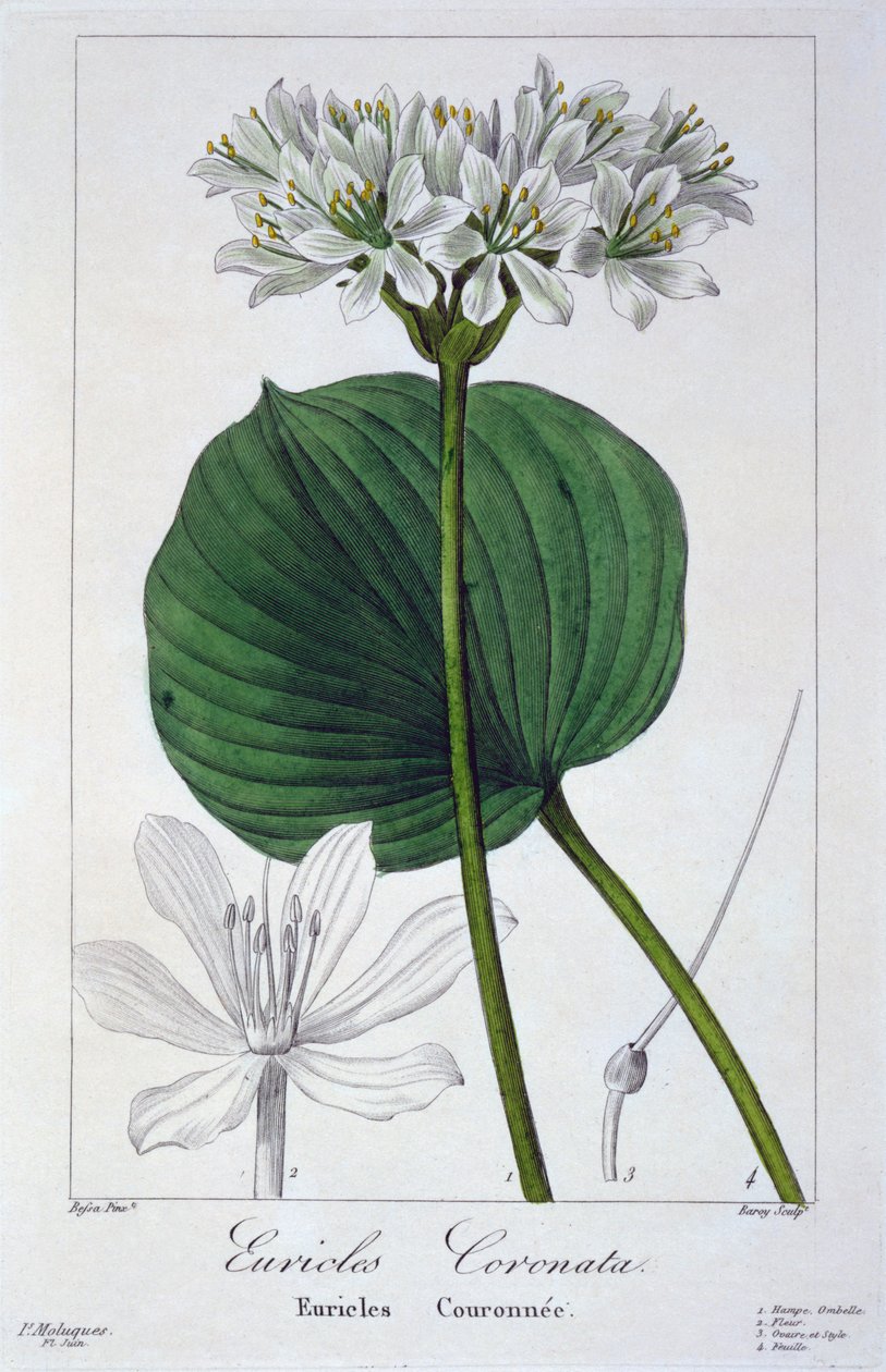Euricles coronata, 1836 (håndkoloreret gravering) af Pancrace Bessa